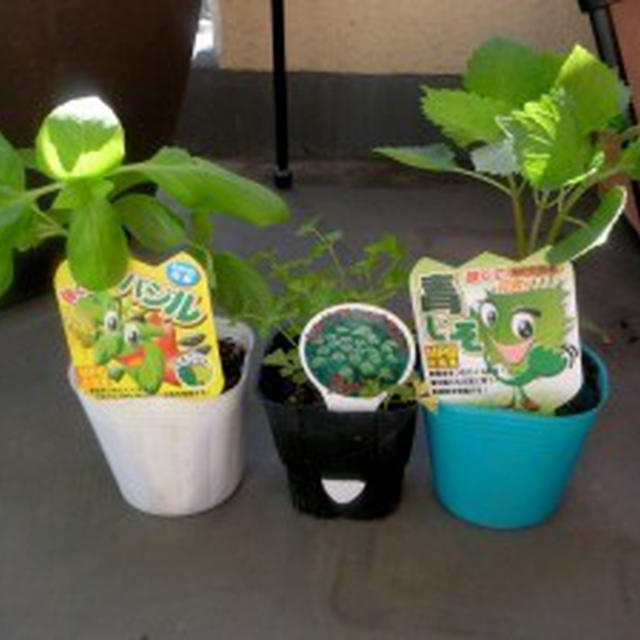 バジルなどの植え付け、睡蓮鉢にメダカ放した【ベランダ再生計画その２】