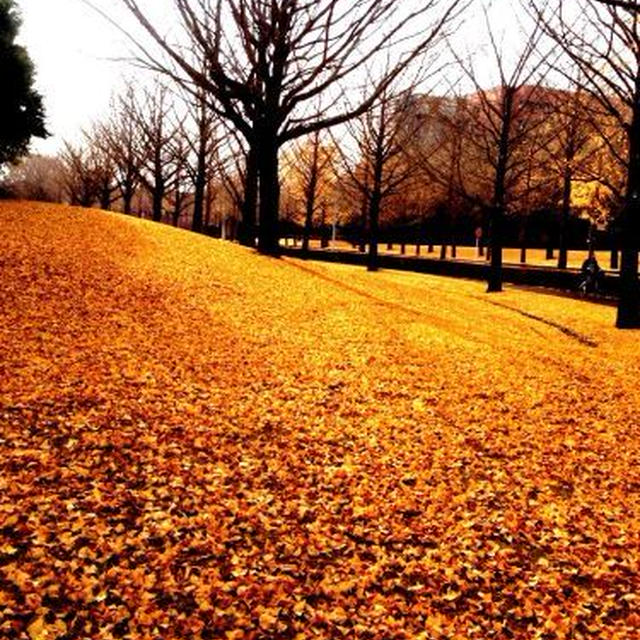 銀杏の絨毯！銀杏の葉がいっぱいですね。茨城県の筑波「産業総合研究所」にて