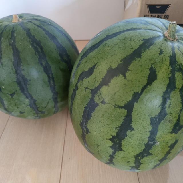 実家で作った立派なスイカ〜＼(^o^)／冷凍します♪