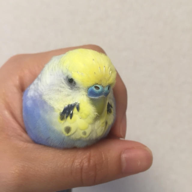 癒やされる 握りインコ By むぎさん レシピブログ 料理ブログのレシピ満載