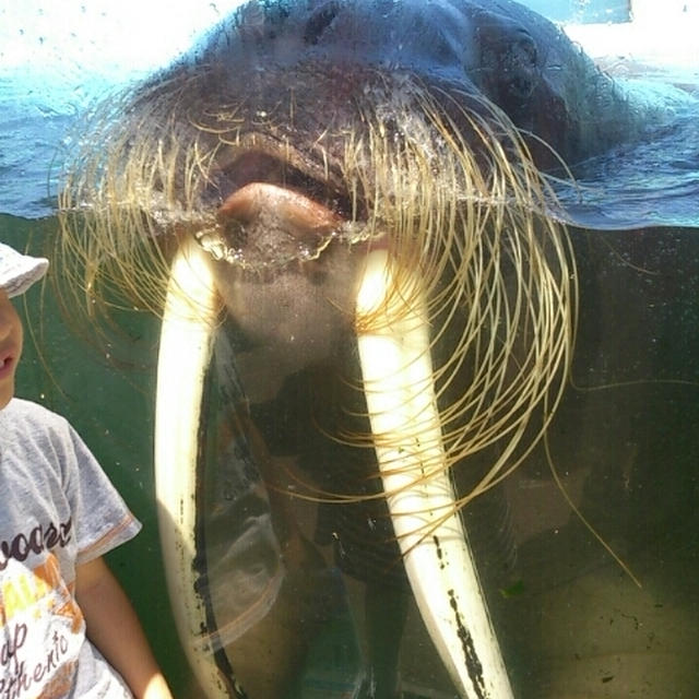 バフンバフン♪おたる水族館