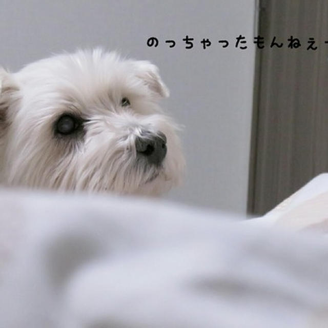 ベットジャック