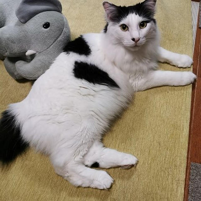 ブルーナのゾウのぬいぐるみ