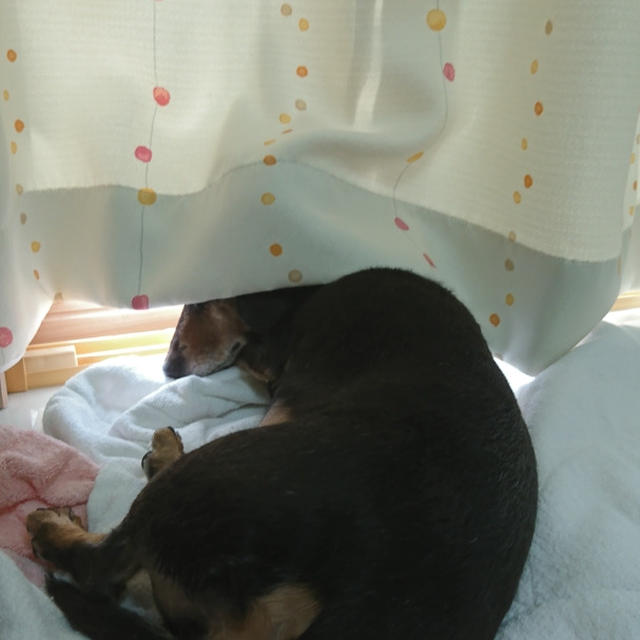 ＊朝シャン＊