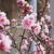 花桃　桜餅