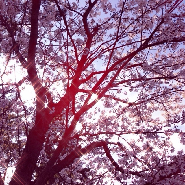 近所の桜