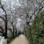 飛んで目黒川の桜