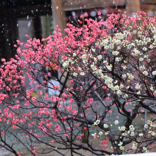 新潟市白山神社の梅と雪