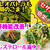 【レシピ】よもぎの使い方！烏賊と芹を使った胡麻和え！