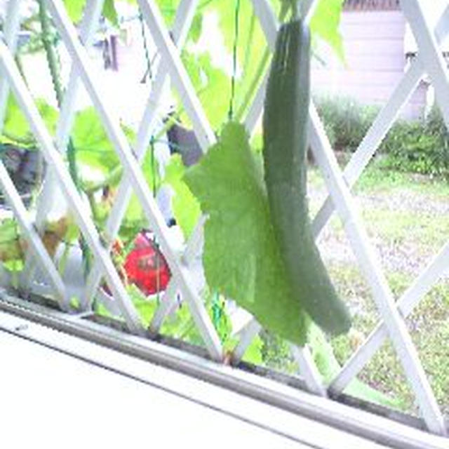採る前に撮りました