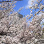 青空と桜とヘビロテ予感のパンツ♪桜散歩2024