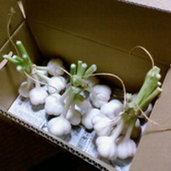 大量の生にんにく〜☆