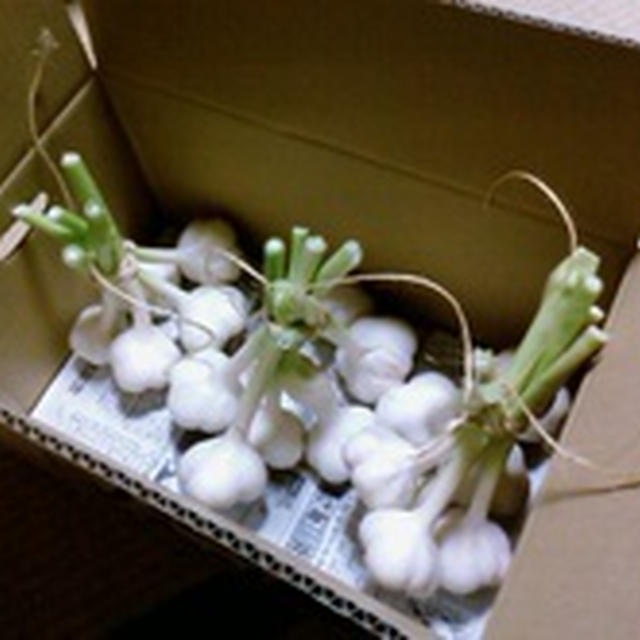 大量の生にんにく〜☆