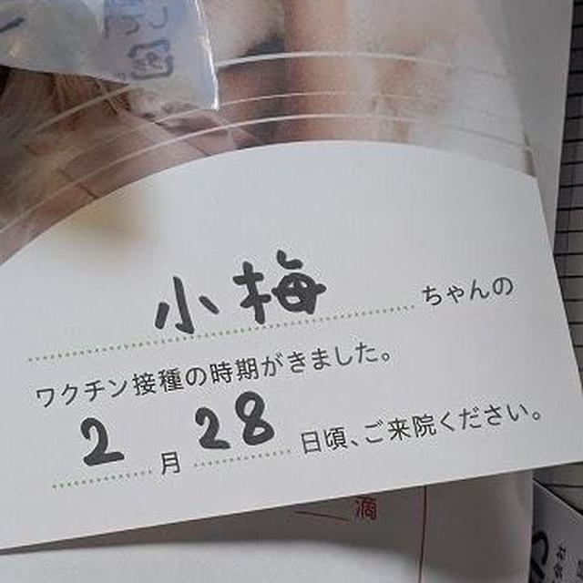 小梅宛のハガキ