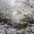 目黒川の桜も満開！！