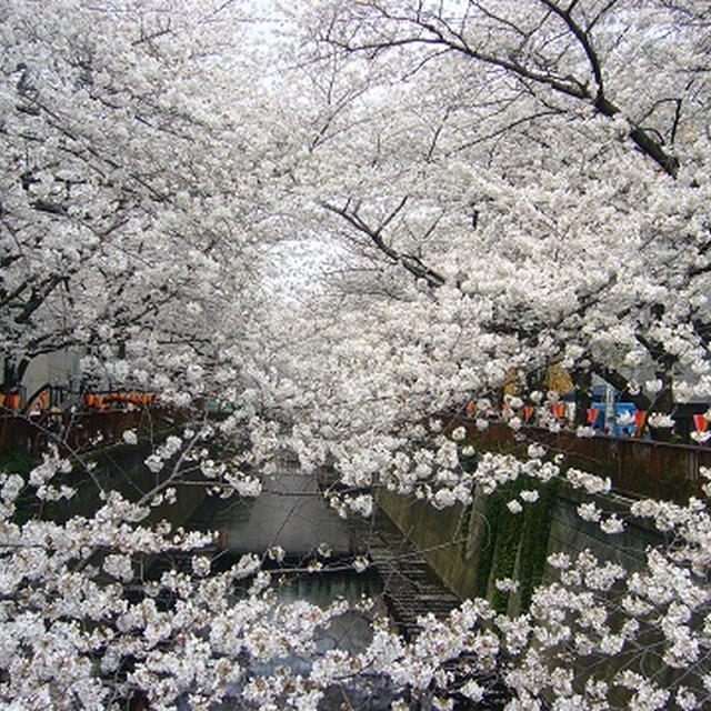 目黒川の桜も満開！！