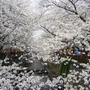 目黒川の桜も満開！！