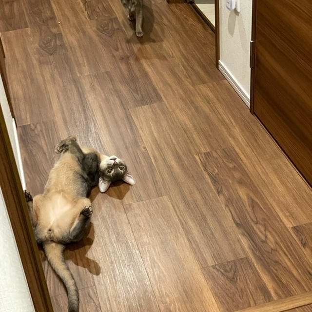 ねこが落ちてる季節ですね