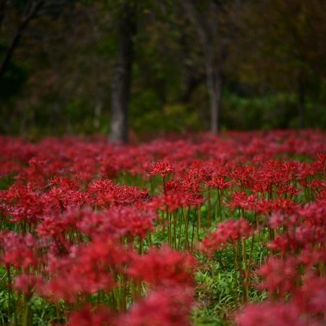 雪国植物園のヒガンバナ20231008③里山の風景