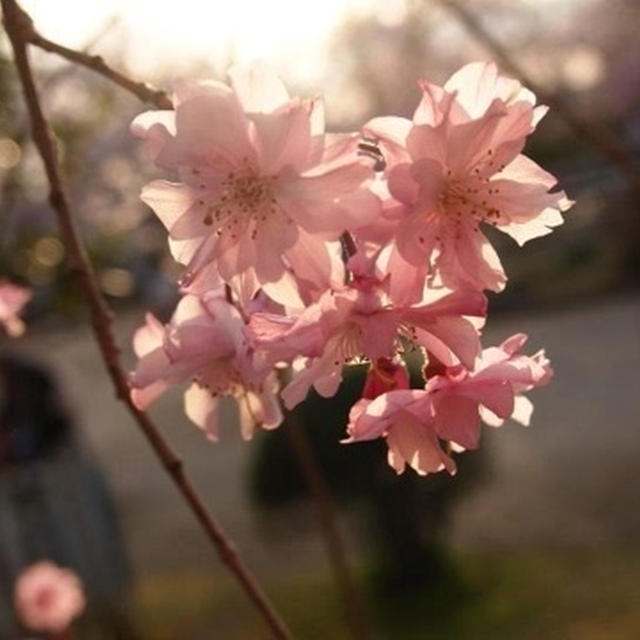 地元の桜