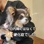 【チワワの目が白い？】まりちゃんが病院で診察｜白内障ではなく硬化症でした