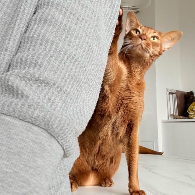 飼い主を意のままに操る、ひめちゃん