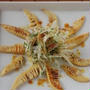 採りたてほやほやのタケノコを味わう☆焼きタケノコの和風カルパッチョ