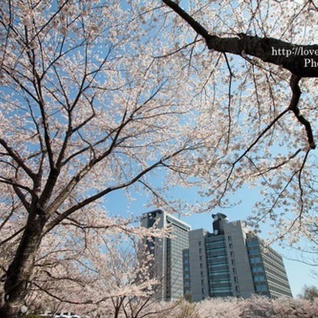 県庁と桜　1