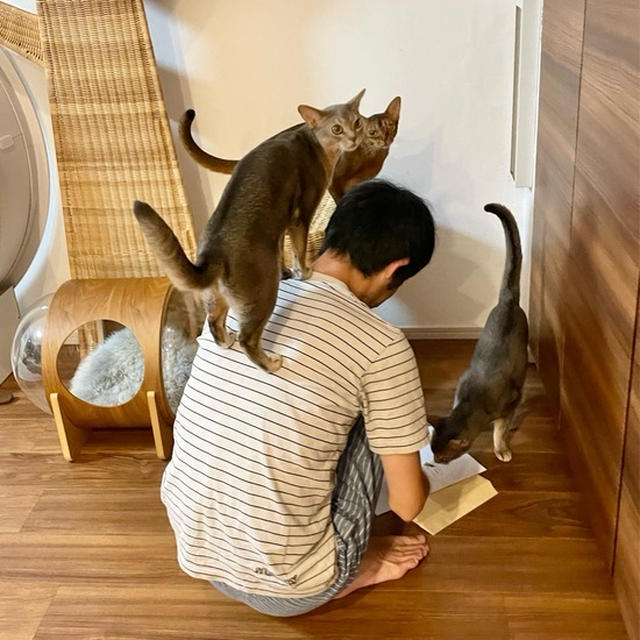 新しいおもちゃに＼ヒャッハー♪／なニャンズ