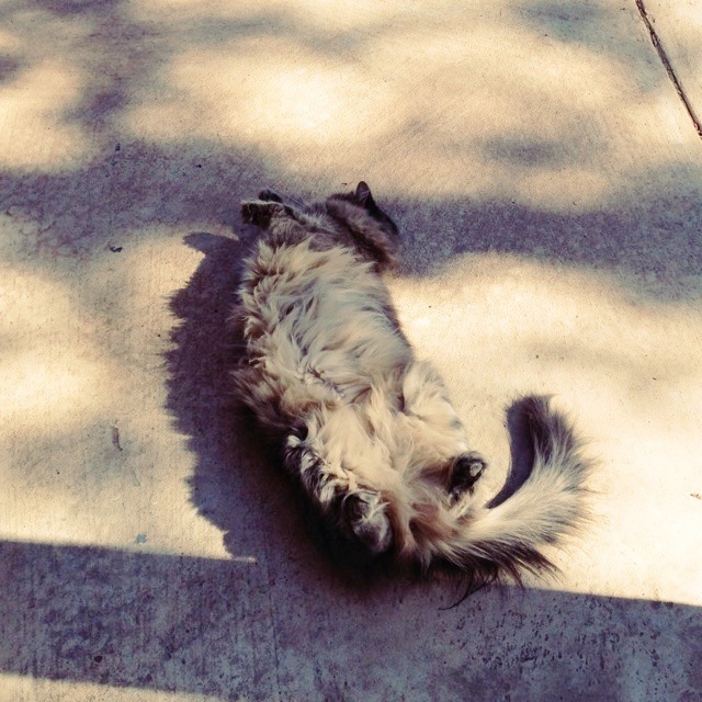 いもむしねこ
