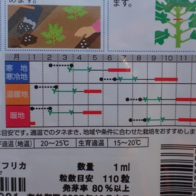 カボチャ種まき＆ブロッコリー収穫☆葉山農園（１月中旬）