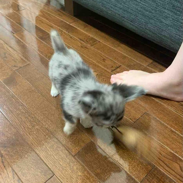 体力おばけと二番娘と。