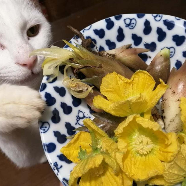 《 ほったらかし家庭菜園 》カボチャの花とミョウガ