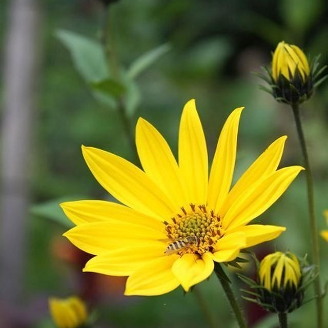 【菜園】ニンニク定植と今週の様子