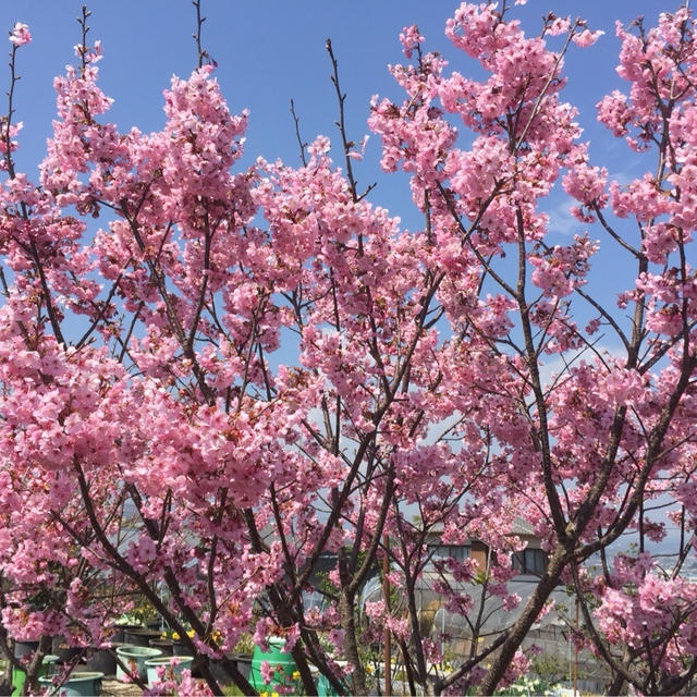 春爛漫・・どこもお花が咲き誇っています　♪♪