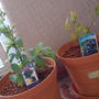 ブルーベリーを植えました