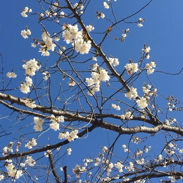 桜開花♡マカロンのせたいエタージェラ♡ポーセラーツ