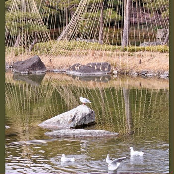 2月の白鳥庭園