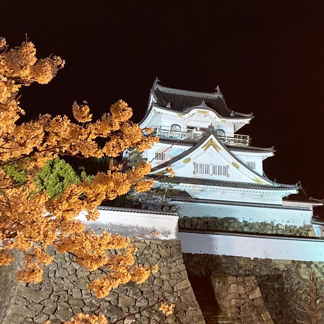 夜桜