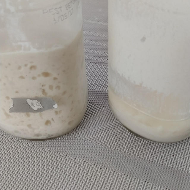 ヨーグルト酵母