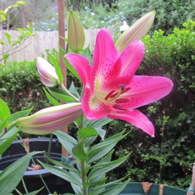 夏の花　鹿の子百合と紫陽花