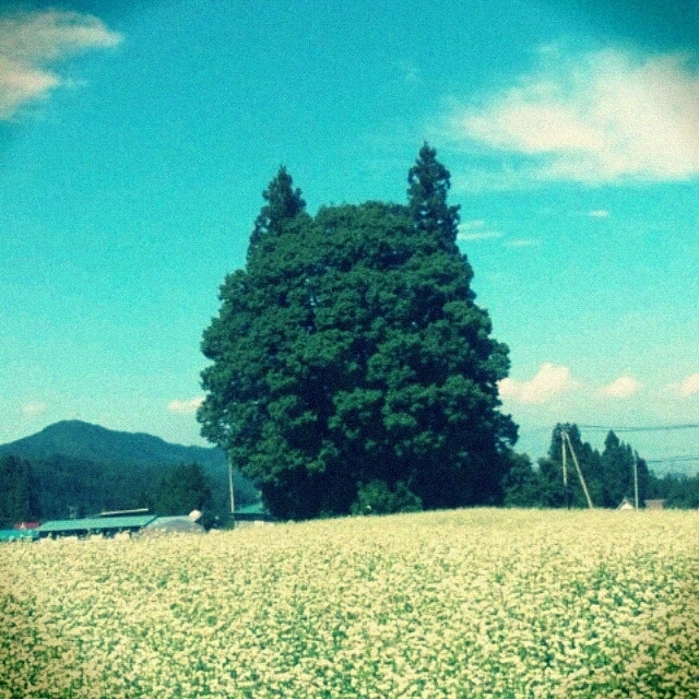 トトロの木♪