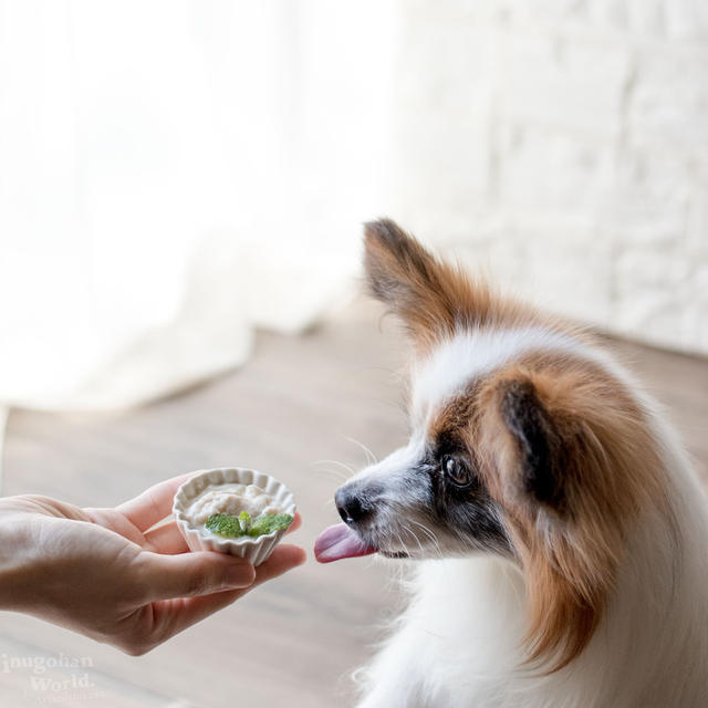 ■犬には犬用を！手作りアイスのレシピ♪