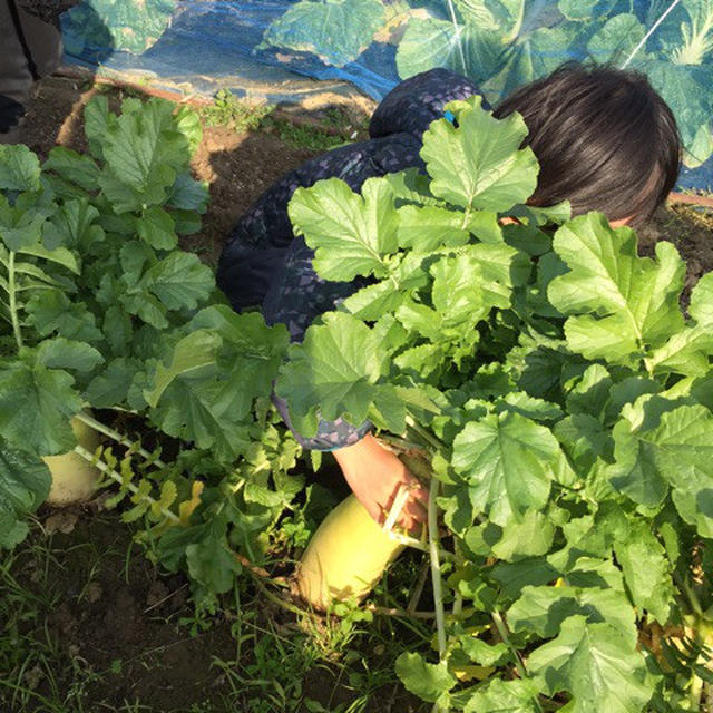 畑で野菜収穫♡お芋チョコマフィンとりんごのリングパン