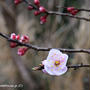 アンズの花