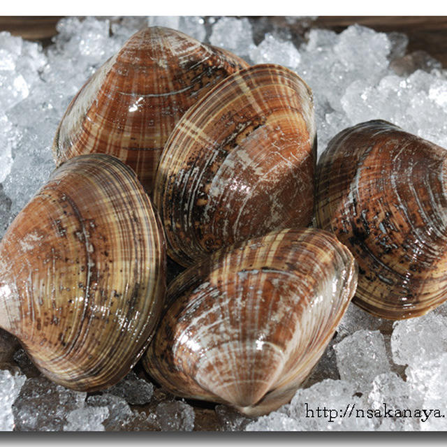 バカガイ エゾバカガイ 北海道産 別名は青柳 アオヤギ By 魚屋三代目さん レシピブログ 料理ブログのレシピ満載