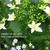 紫陽花とお散歩～♪
