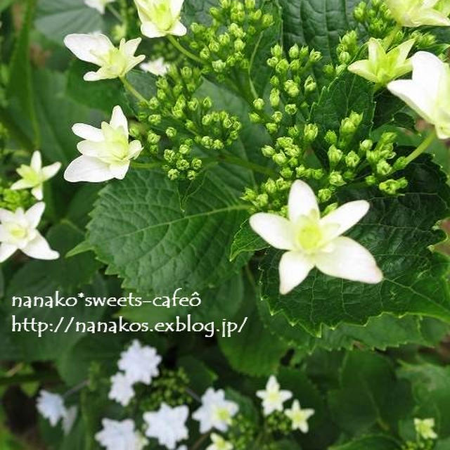 紫陽花とお散歩～♪
