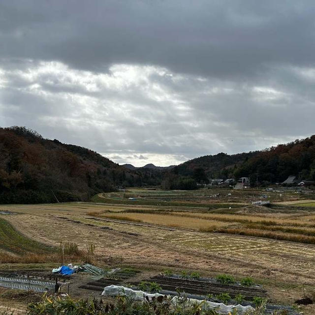 もみじ植え付け、白菜初収穫、大根、もものすけ、葉野菜などなど