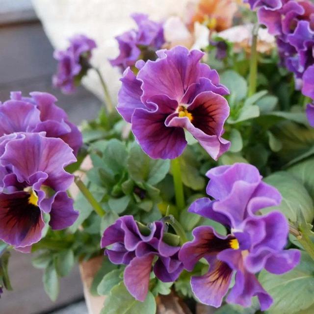 庭の花パンジー＆ビオラ最近撮った写真#ameba写真部